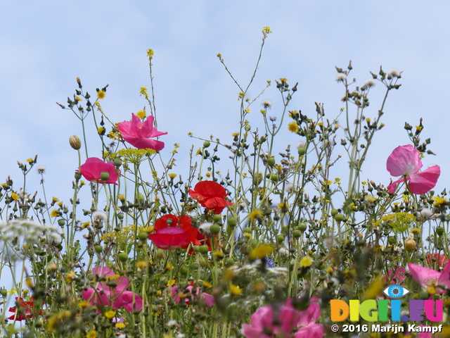 FZ030478 Wild flowers in Barry